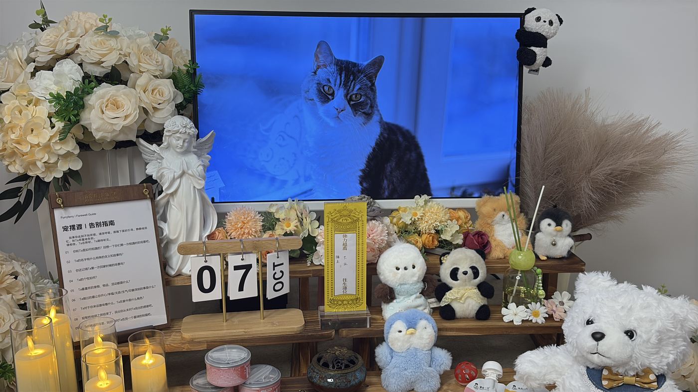 如何面对宠物离世的悲伤？写给上海养宠人的心理支持